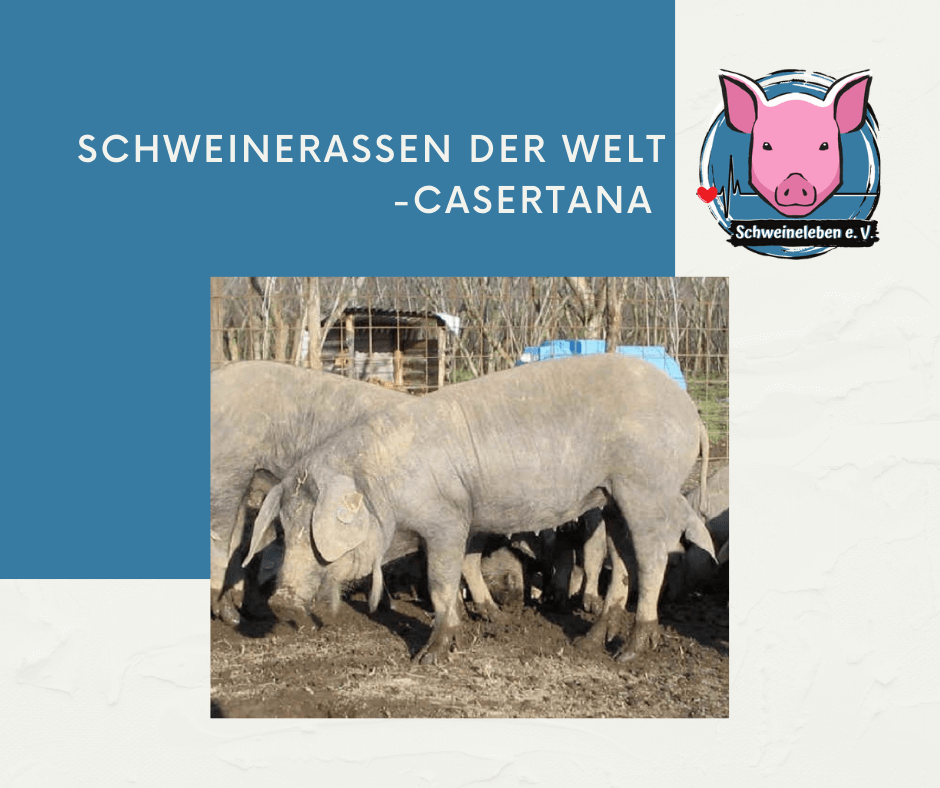 Schweinerassen der Welt - Casertana