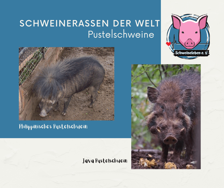 Schweinerassen der Welt - Pustelschweine