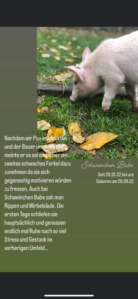 Notfall_91189 Bayern Ferkel Babe