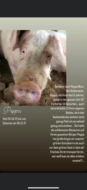 Notfall_91189 Bayern Sau Peppa