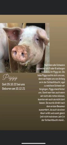 Notfall_91189 Bayern Sau Piggy