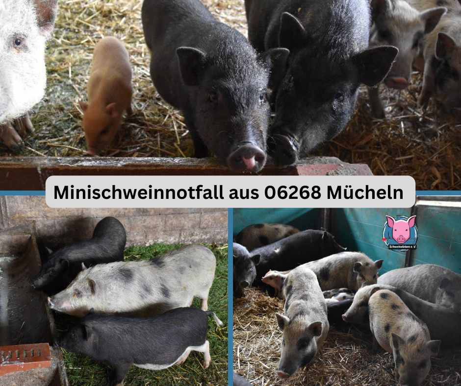 Minischweinnotfall aus Sachsen-Anhalt