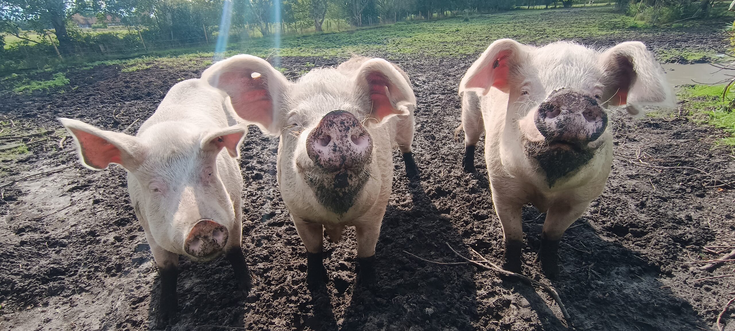 Unsere Schweine Freya, Loki und Gandhi