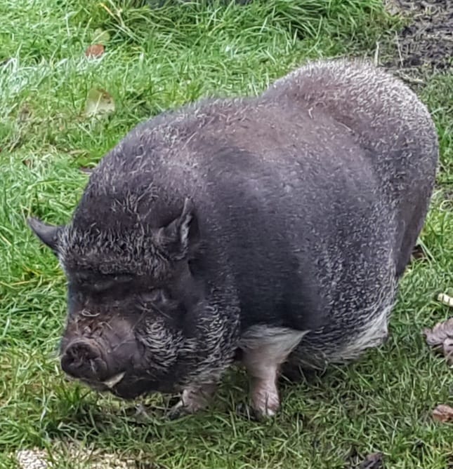 Minischweine von Sabine