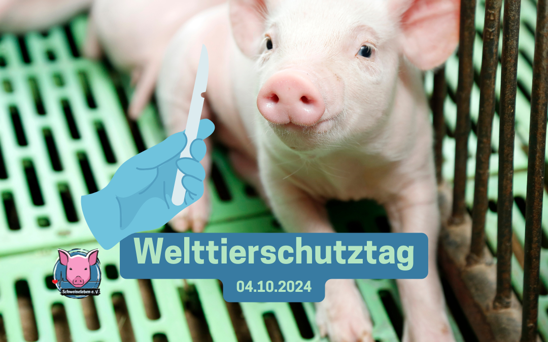 Welttierschutztag – Schweine – Versuchstier des Jahres 2024