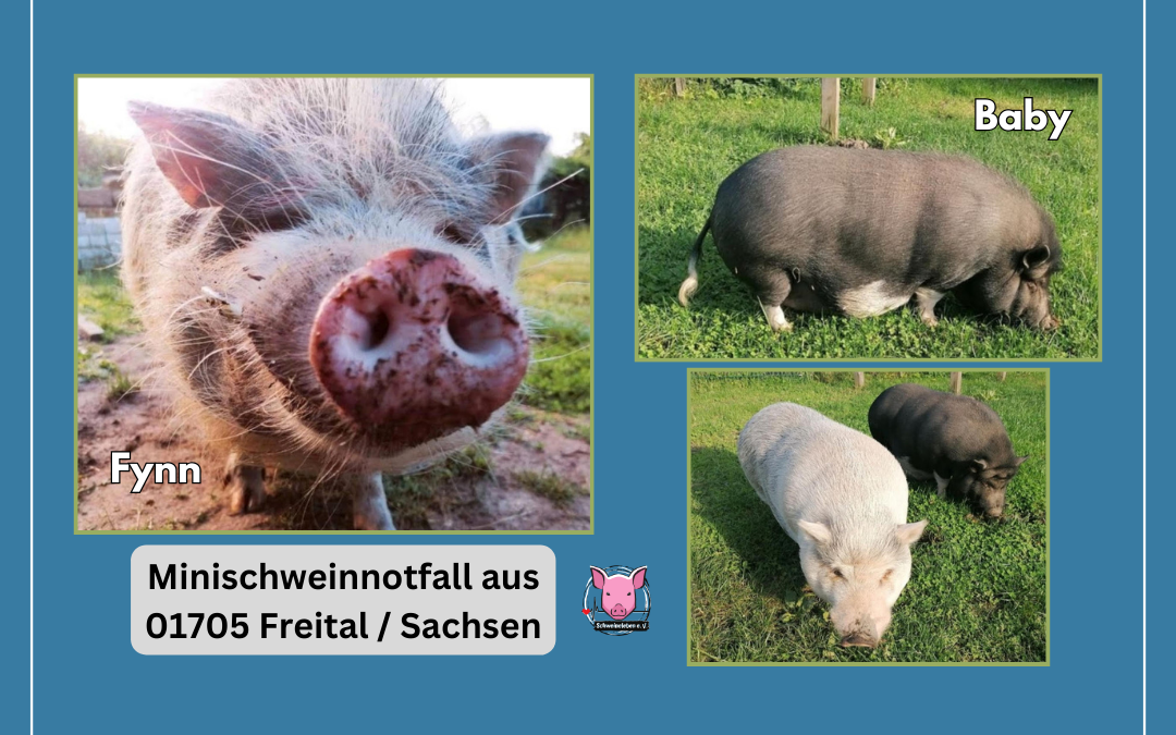 Minischweinnotfall aus 01705 Freital / Sachsen