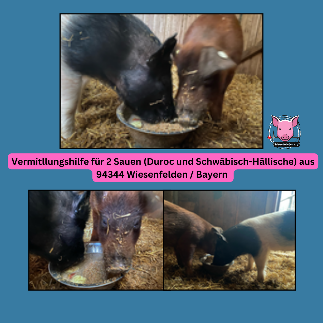 Vermittlung 2 Sauen Duroc und Schwäbisch Hällische