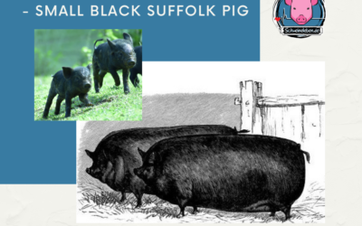 Schweinerassen der Welt – Small Black / Suffolk Black Pig