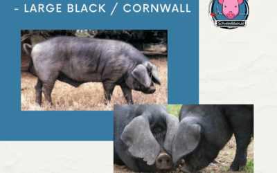 Schweinerassen der Welt – Cornwall / Large Black