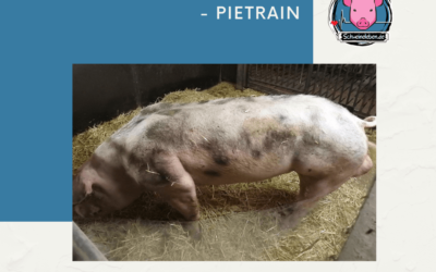 Schweinerassen der Welt – Pietrain