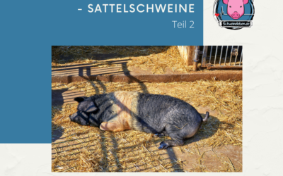 Schweinerassen der Welt – Sattelschweine Teil 2