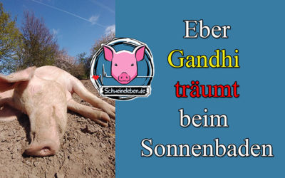 Wir träumen mit und für Schweine