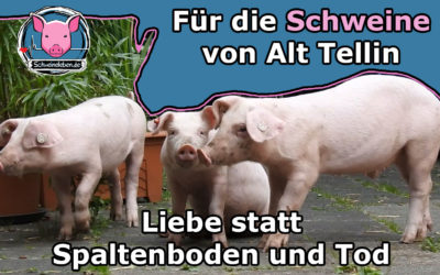 Liebe und Fürsorge für Schweine statt Flammen und Tod