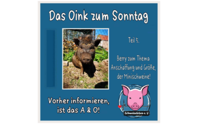 Das Oink zum Sonntag (Teil 5) – Berry erzählt über Anschaffung und Größe von Minischweinen (von Tasha Lein)