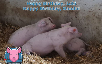 So alt wird kein Schwein? Aber sicher! Happy Birthday Freya, Loki und Gandhi…