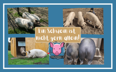 Ein Schwein ist nicht gern allein – die Geschlechterwahl