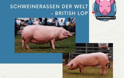 Schweinerassen der Welt – British Lop