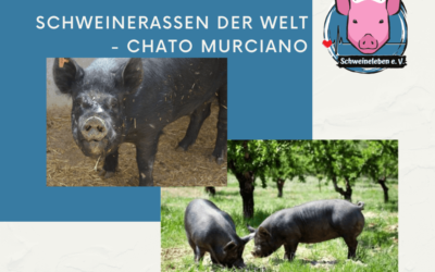 Schweinerassen der Welt – Chato Murciano