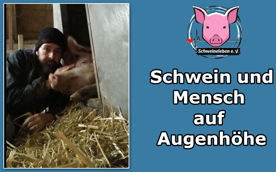 Schwein und Mensch auf Augenhöhe