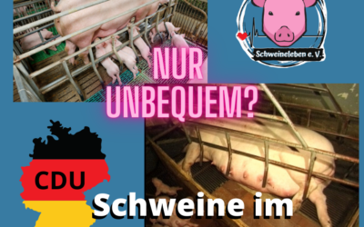 CDU: Der Kastenstand für Schweine ist “unbequem”