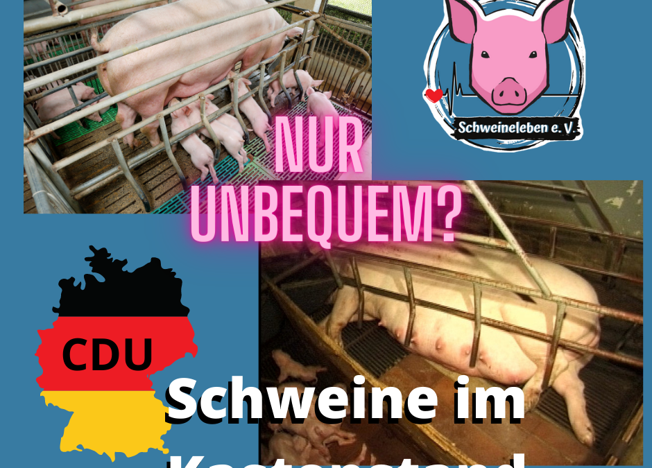 Der Kastenstand für Schweine ist ein Folterinstrument