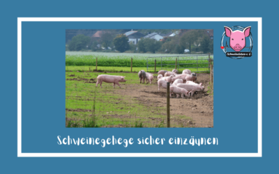 Schweine als Heimtiere – Einzäunung des Geheges