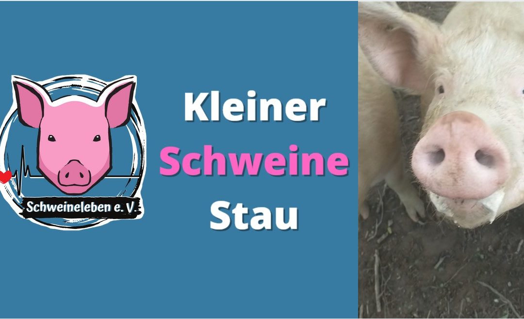 Kleiner Schweine Stau :-)