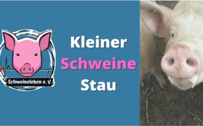 Kleiner Schweine-Stau :-)