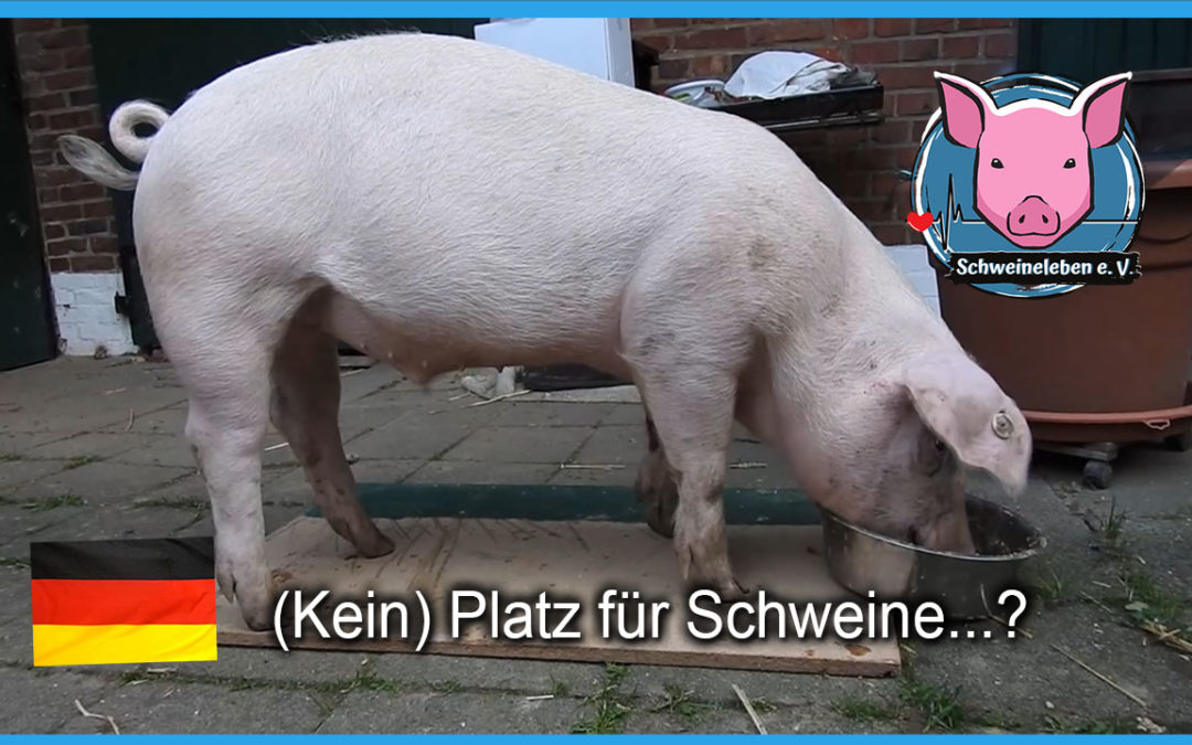 Kein Platz für Schweine?