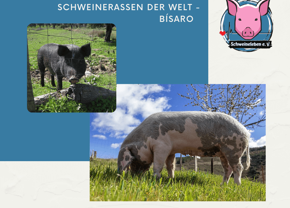 Schweinerassen der Welt – Bísaro