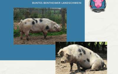 Schweinerassen der Welt – Buntes Bentheimer Landschwein