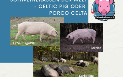 Schweinerassen der Welt – Celtic Pig