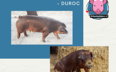 Schweinerassen der Welt – Duroc