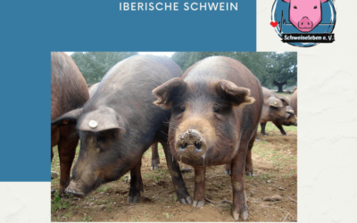 Schweinerassen der Welt – Das Iberische Schwein