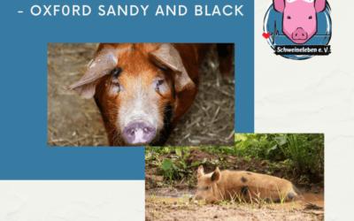 Schweinerassen der Welt – Oxford Sandy and Black