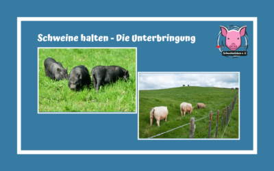 Schweine als Heimtiere – Die Unterbringung