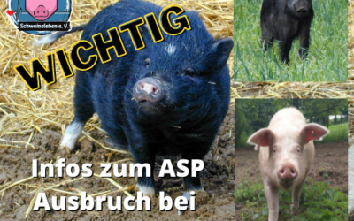 Wichtige Infos zur Afrikanischen Schweinepest (ASP) bei Hausschweinen