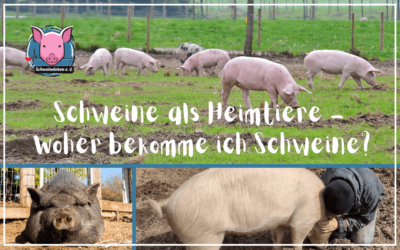 Schweine als Heimtiere – Woher nehmen, wenn nicht stehlen?