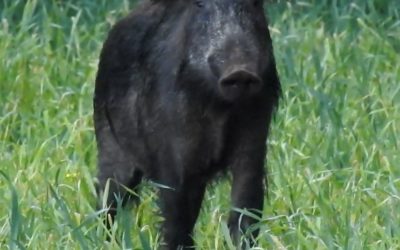 Wildschweine im Kreis Heinsberg – ein Video