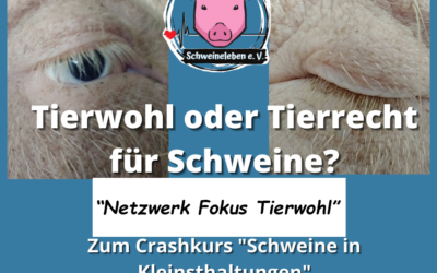 Tierwohl oder Tierrecht für Schweine?