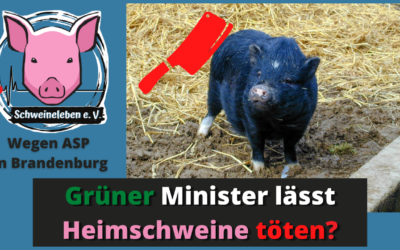 Afrikanische Schweinepest: Die Tierquäler-Industrie ruft und die Politik steht „bei Fuß“!