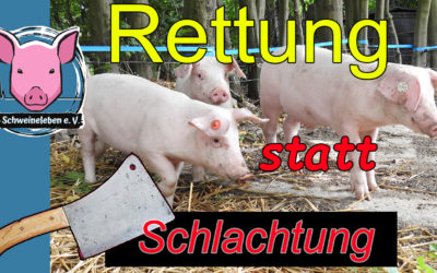 Schweinerettung – ein Video ein Jahr danach