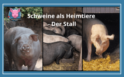 Schweine als Heimtiere – Der Stall