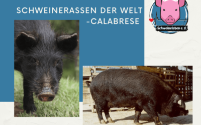 Schweinerassen der Welt – Calabrese und Casertana