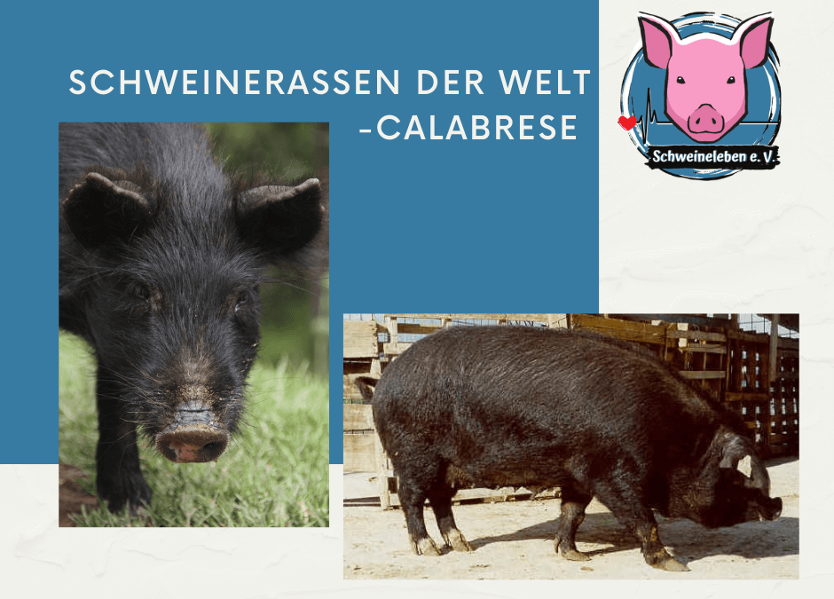 Schweinerassen der Welt – Calabrese und Casertana