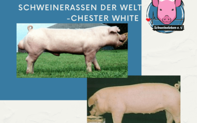 Schweinerassen der Welt – Chester White