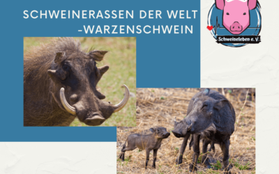 Schweinerassen der Welt – Afrikanisches Warzenschwein