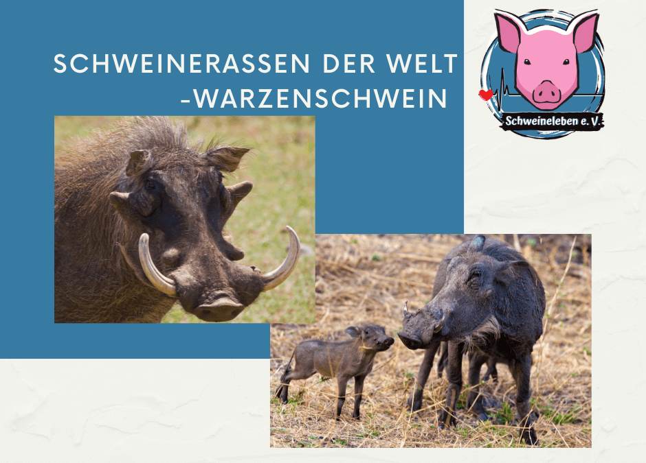 Schweinerassen der Welt – Afrikanisches Warzenschwein