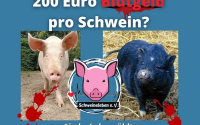 Jedes Schweineleben zählt – auch im Landkreis Märkisch-Oderland