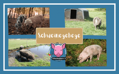 Schweine als Heimtiere – Das Schweinegehege